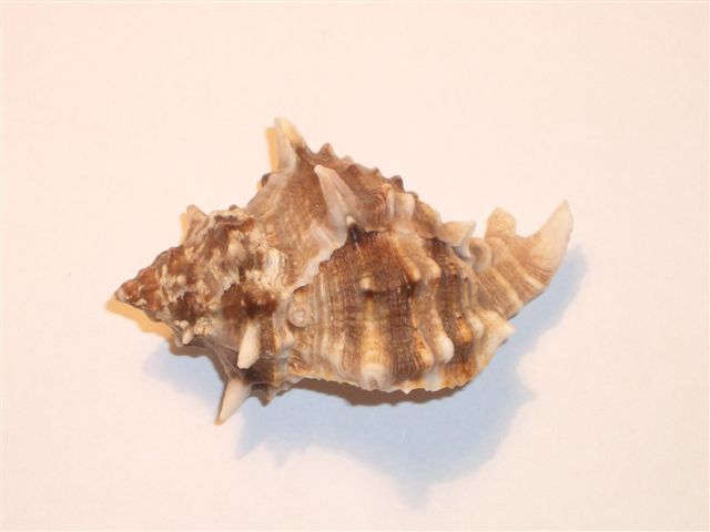 Seashells –seemuschel -conchiglia– Sea Shell – Coquille –muschel– Seashell- Muricidae - Croatian Adriatic Sea MUREX  #3. - Coquillages