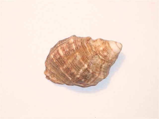 Seashells –seemuschel -conchiglia– Sea Shell – Coquille – Seashell -Croatian Adriatic Sea THAIS HAEMASTOMA (Linne,1767) - Conchiglie