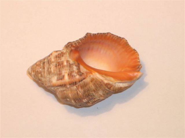 Seashells –seemuschel -conchiglia– Sea Shell – Coquille – Seashell -Croatian Adriatic Sea THAIS HAEMASTOMA (Linne,1767) - Schelpen