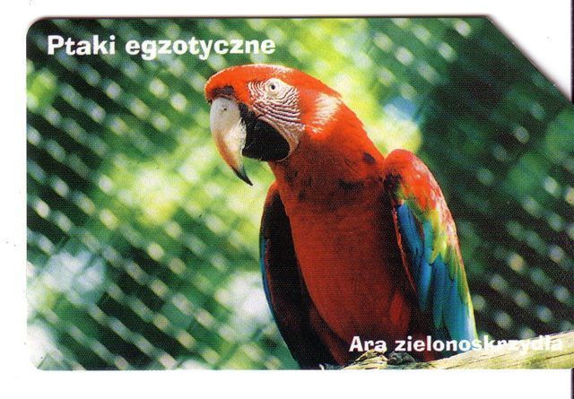 PARROTS - Poland Old Rare Card Parrot Perroquet Papagei Papageien Perroquets Pappagallo Papagaio Loro Pappagalli Loros - Pologne