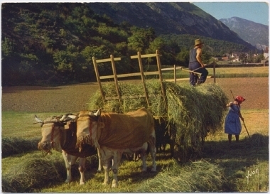 Fenaison Dans Les Pyréneés. - Teams