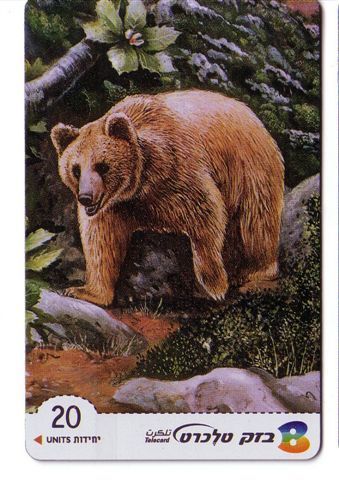 Animals – Fauna - Animaoux - Faune - Bear – Grizzly – Baer – Oso – Ours – Orso - Israel - Jungle