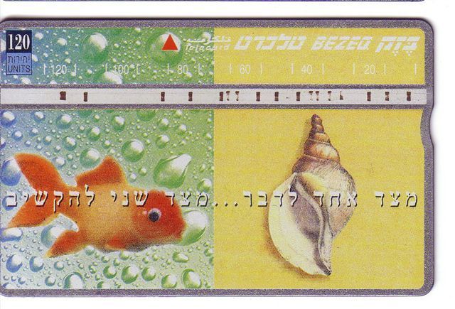 SEA SHELL - Coquille - Seashells – Conchiglia – Muschel – Seashell – Muszle - Shells - Fish – Poisson - Israel - Peces