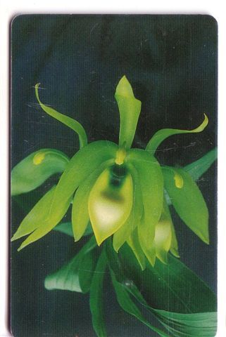 Flora (flore)– Flower -fleur (fleurs)- Flowers –blume- ORCHID - Orchidee - Orchids -Venezuela ( See Scan For Condition ) - Venezuela