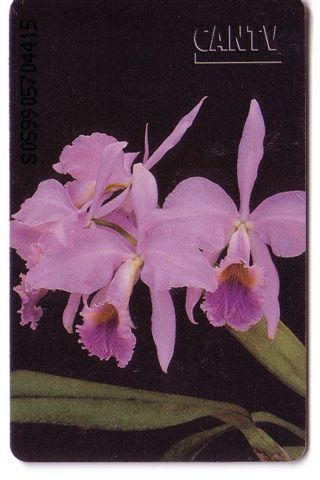 Flora (flore)– Flower -fleur (fleurs)- Flowers –blume- ORCHID - Orchidee - Orchids -Venezuela ( See Scan For Condition ) - Venezuela