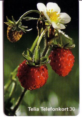 Flora ( Flore ) – Fleur ( Fleurs ) - Flowers – Blume (blumen) – Flor – Struzzo - Strawberry - Fraise - Sweden - Zweden