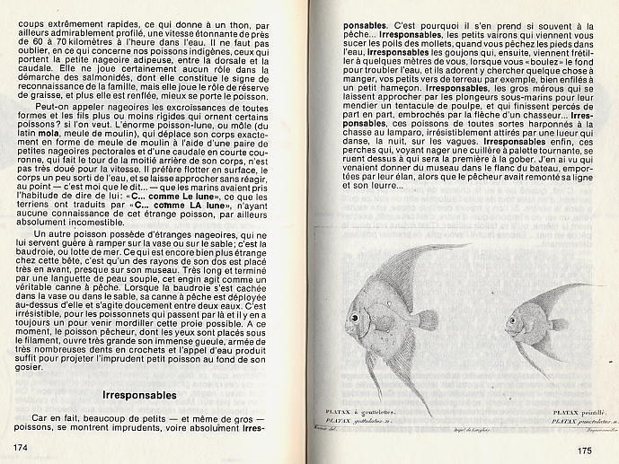 CONFESSIONS D UN PECHEUR   -  1984  -  222 PAGES  -  QUELQUES PHOTOS ET CROQUIS - Chasse/Pêche