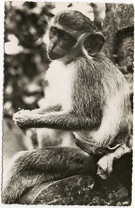 CARTE POSTALE DE L´AFRIQUE NOIRE SINGE PLEUREUR AFRIQUE OCCIDENTALE FRANCAISE Singes Asniéres - Affen