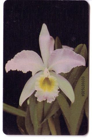 Flora (flore)– Flower -fleur (fleurs)- Flowers –blume- ORCHID - Orchidee - Orchids -Venezuela ( See Scan For Condition ) - Venezuela