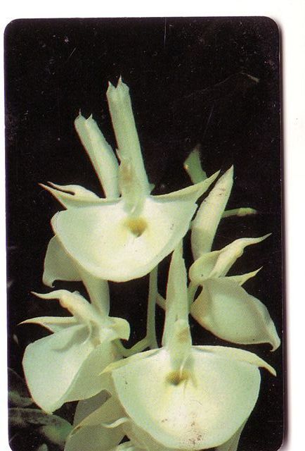 Flora (flore)– Flower -fleur (fleurs)- Flowers –blume- ORCHID - Orchidee - Orchids -Venezuela ( See Scan For Condition ) - Venezuela