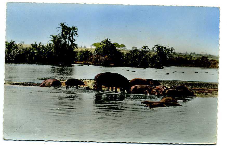 Hippopotames Au Bain - Ippopotami