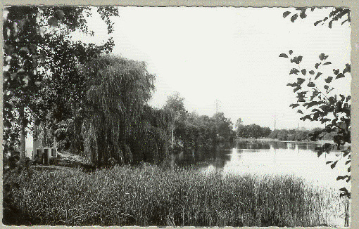 MONTFORT LE ROTROU : ETANG DE LA PECCARDIERE - Montfort Le Gesnois