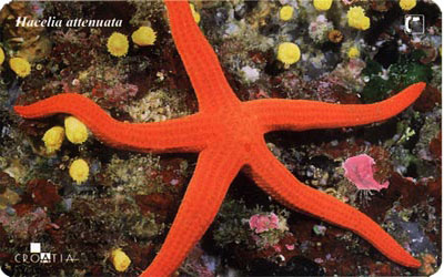 Croatia - Croatie – Starfish – Seestern – Estrella De Mar – Asterie – Etoile De Mer – Stella Di Mare -  HACELIA A. - Croatia