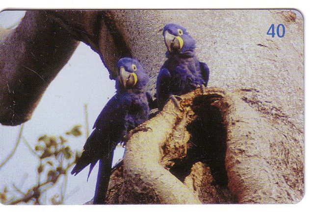 PARROTS - Brazil Old Rare Card * WWF Parrot Perroquet Papagei Papageien Perroquets Pappagallo Papagaio Loro Pappagalli - Papageien