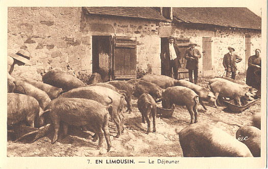 19 - 23 - 87 - SERIE En LIMOUSIN - BELLE SCENE - COUR De FERME - LE CASSE  CROUTE Des COCHONS - Farms