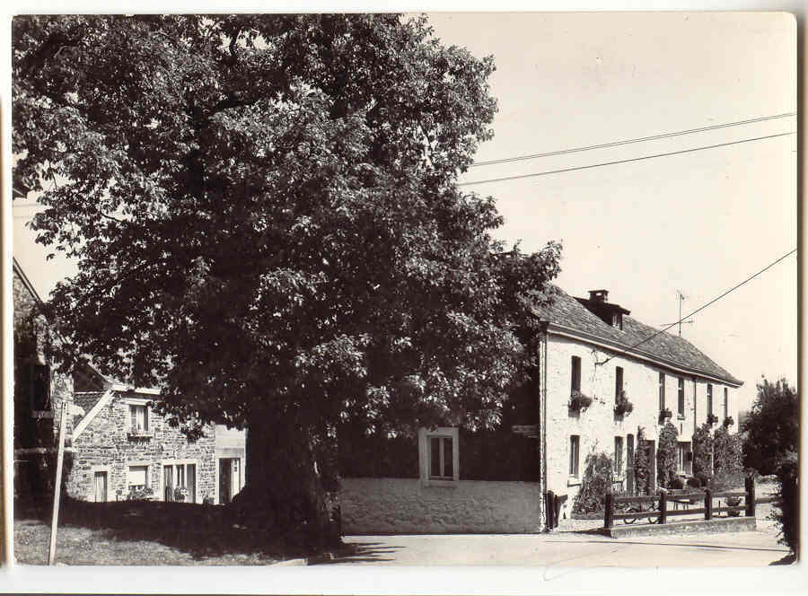 5232 - SART-lez-SPA - Vieux Chêne Et Maison Du Maquis - Jalhay