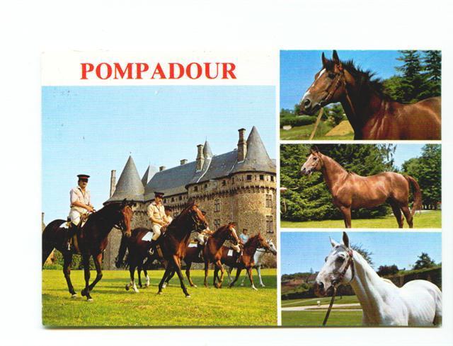 Cpm  Pompadour Cité Du Cheval - Hippisme