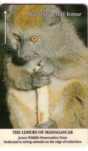Jersey- Fauna - Faune - Animaoux - Monkey – Singe - Jerk – Affe – Mono – Scimmia - Lemur - The Lemurs Of Madagascar # 3. - Jungle