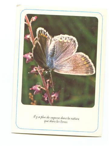 Cpm Theme Papillon Butterfly - Schmetterlinge