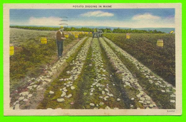 AGRICULTURE - POTATO DIGGING - MAINE -  ANIMATED - CARD TRAVEL IN 1953 - AMERICAN ART POST CARD - - Landwirtschaftl. Anbau