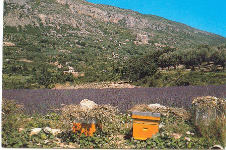 9700 Environs De Buis Les Baronnes La Roche Sur Le Buis Avec Ses Lavandes Et Ses Ruches - Buis-les-Baronnies