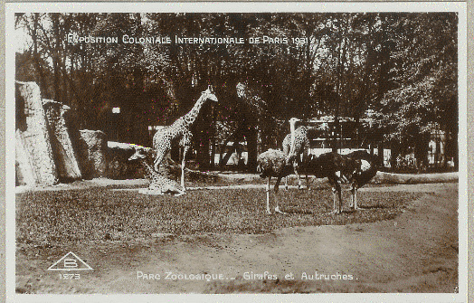 CPA GIRAFES ET AUTRUCHES PARC ZOOLOGIQUE DE PARIS EN 1931 - Girafes