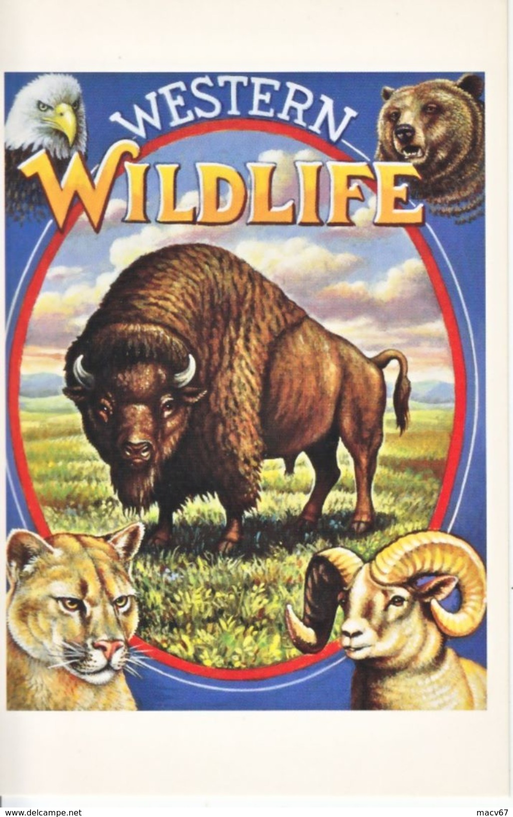 U.S. LEGENDS Of The WEST   MAXI CARD  BUFFALO,   WESTERN WILDLIFE - Maximum Cards