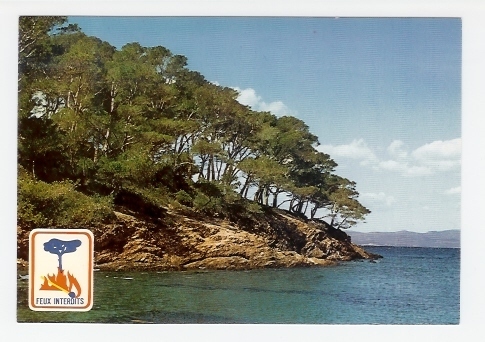 Porquerolles: Pins D´ Alep, Feux Interdits (05-5918) - Porquerolles