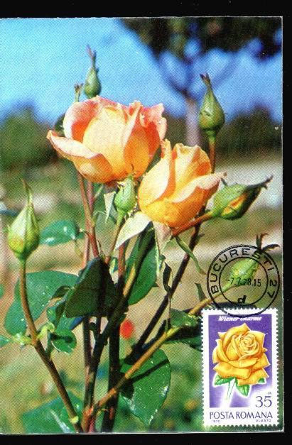 Romania 1978 ,CM,MAXICARD,carte Maximum With Roses  Very Nice Personal Realization. - Roses