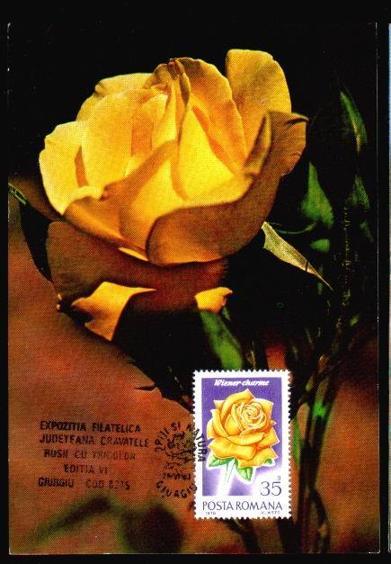 Romania 1974 Carte Maximum CM, Roses  Very Nice Personal Realization. - Rosen