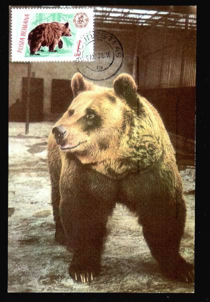 Romania 1975 Maximum Card Animals BEARS. - Osos