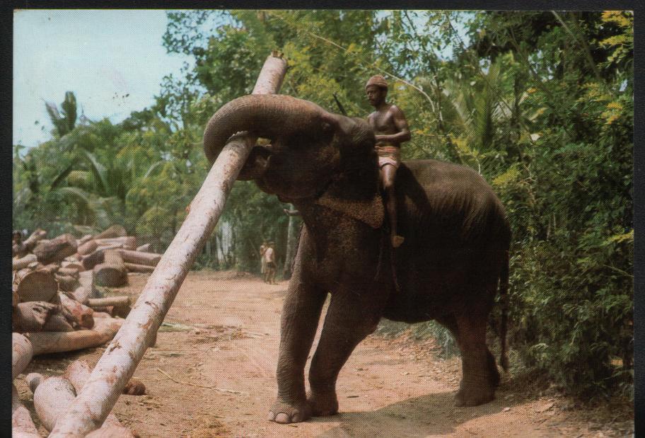 Elephant Sri Lanka - Elefanti
