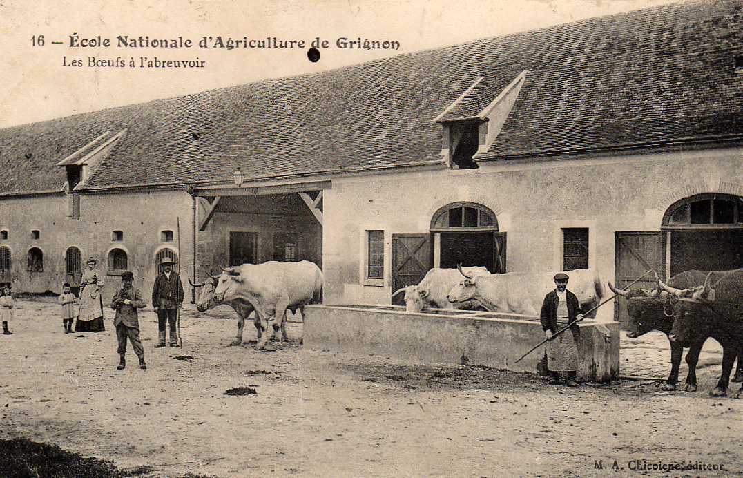 78 GRIGNON Ecole Nationale Agriculture, Boeufs à L´Abreuvoir, Animée, Beau Plan, Ferme, Ed Chicoiene 16, 191? - Grignon