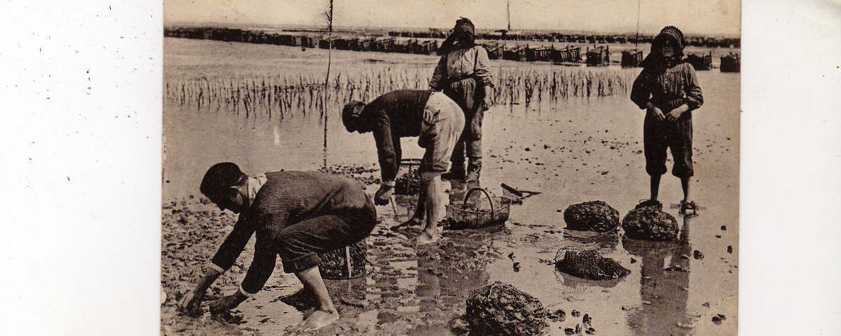 Carte Postale De Andernos -- La Pêche Aux Huitres - Andernos-les-Bains