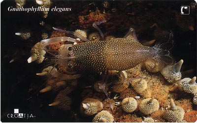 GNATHOPHYLLUM  ELEGANS ( Croatia ) – Undersea - Underwater - Marine Life - Sea World  Fish – Poisson - Fisch – Pez Pesci - Croatia