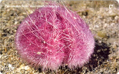 PASAMMECHIUS MICROTUBERCULATUS ( Croatia ) - Sea Urchin - Oursin - Seeigel - Erizo De Mar - Riccio Di Mar *** Undersea - Croatie