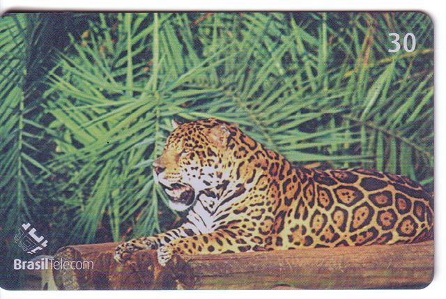 PANTHERA ONCA ( Brasil ) – Jungle – Panther – Ounce – Once - Pantera – Onces - Panthere - Leopard - Jungle