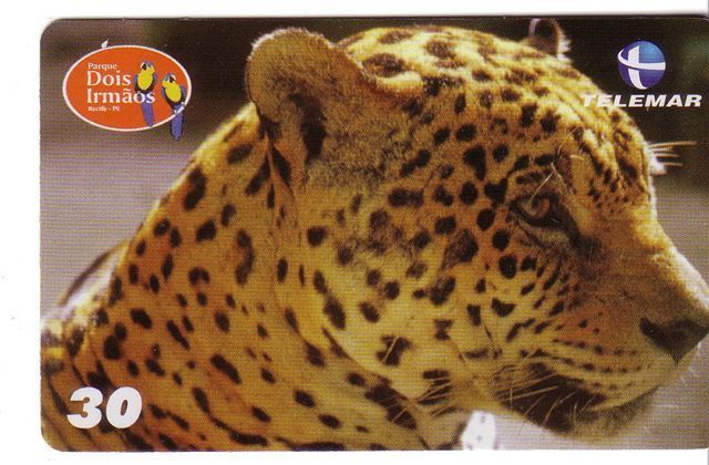 PANTHERA ONCA ( Brasil ) – Jungle – Panther – Ounce – Once - Pantera – Onces - Panthere - Leopard - Jungle