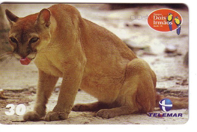 Brasil - Faune – Animaoux – Jungle – Cougar - Panther - Jaguar - Puma Concolor - Jungle
