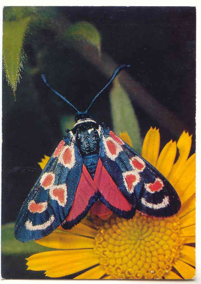 6033 - PAPILLON - Zygaena Occitanica Dup. - Papillons