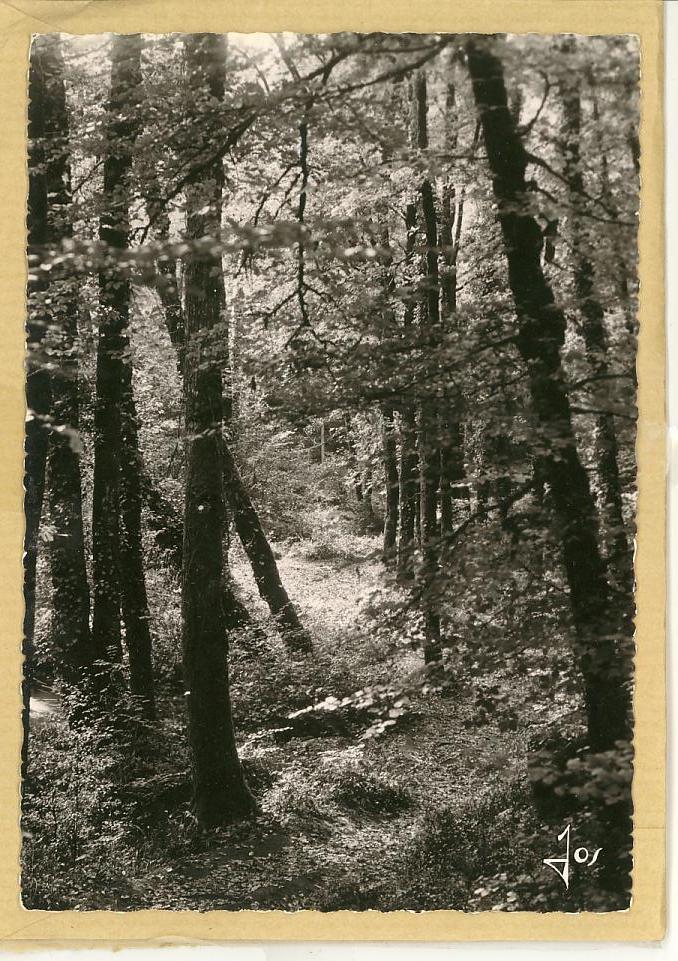 29 - Huelgoat - Sous-bois, Sentiers De Rêve En Forêt De Huelgoat - CPSM Non Voyagé - Ed JOS N° 906 - Huelgoat