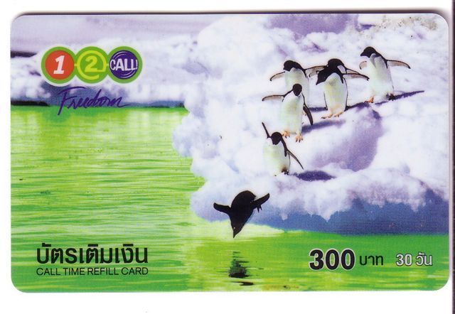 Thailand - Bird - Manchot - Pingouin – Penguin - Penguins - Pingouins -  Pinguin - Pinguine ( Card Is Little Bend ) - Thaïland