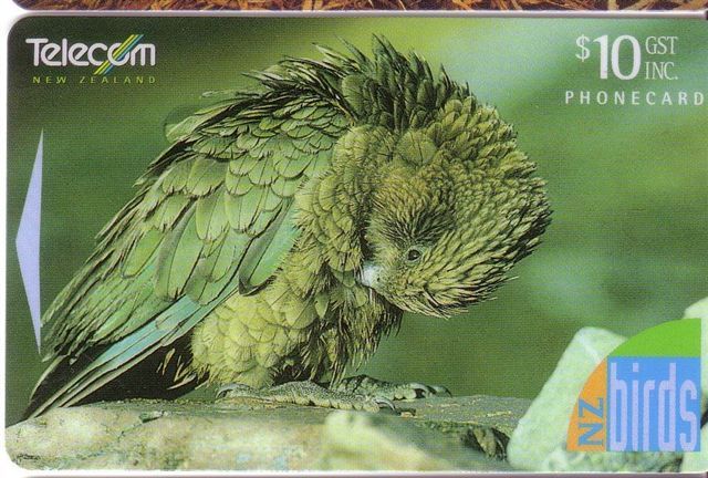 New Zealand - NZ - Bird - Ara - Parrot - Perroquet - Parrots - Perroquets - Papagei Oiseau - Birds - Oiseaux - KEA - New Zealand