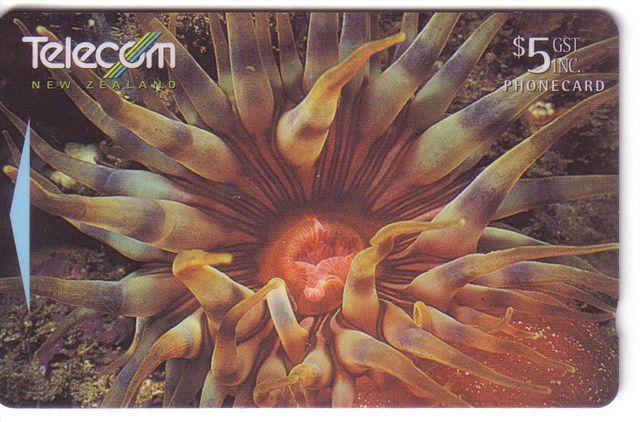 New Zealand - Undersea – Underwater - Marine Life – Fish – Poisson – Red Sea Anemone - New Zealand