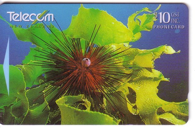 New Zealand - Undersea – Underwater - Marine Life – Fish – Poisson – Diadema Sea Urchin - Peces
