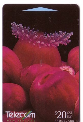 New Zealand - Undersea – Underwater - Marine Life – Fish – Poisson – Jewel Anemones - New Zealand