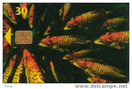 DENMARK  30 KR  MARINE  LIFE   FISH  FISHES  CHIP  VERY SPECIAL PRICE !!! - Denemarken