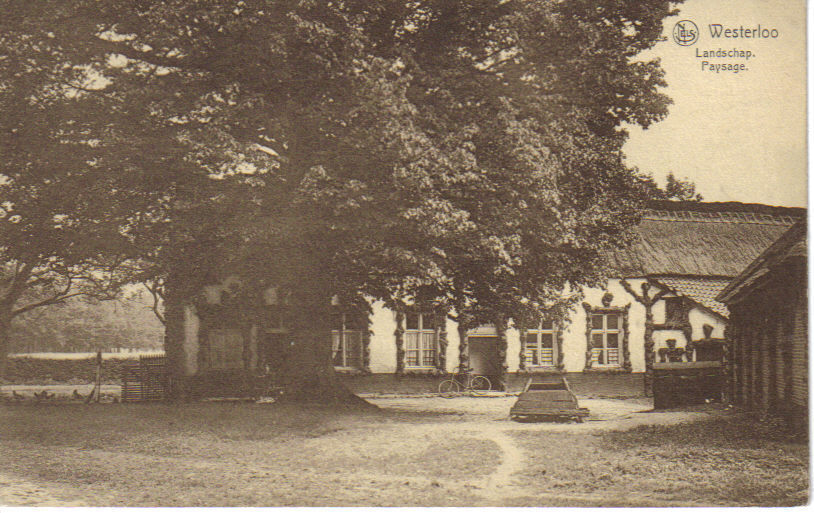 WESTERLOO - Landschap - Paysage - Westerlo