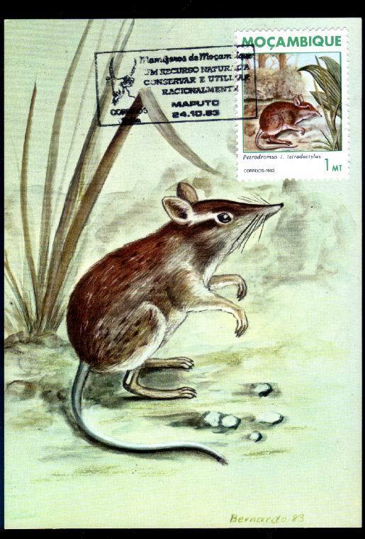 Mozambique Carte Maximum With Rodents Shrew 1983. - Roditori