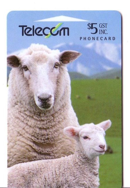 New Zealand Farm Animals - Mouton - Brebis - Schafe - Oveja - Sheeps - Merino - Moutons - Pecora - Coopworth Sheep - Nouvelle-Zélande